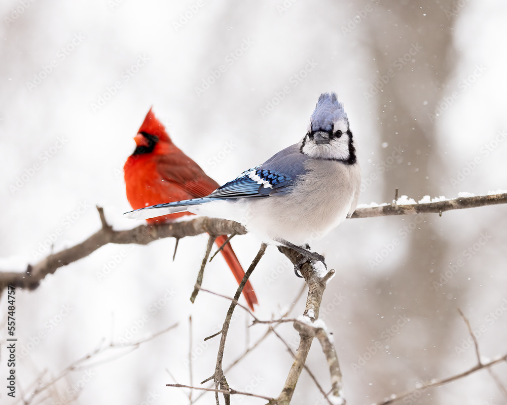 Blue jay on branch