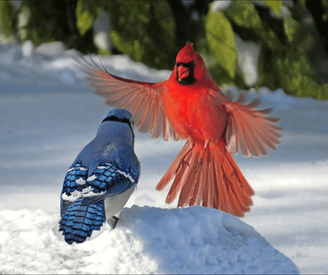 Beautiful birds at feeder